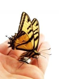 The Secret Of The Butterfly The Secret Of The Butterfly